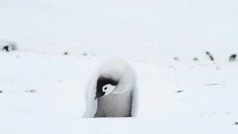 Emperor Penguin chicks on the ice Stock Footage 100963631
