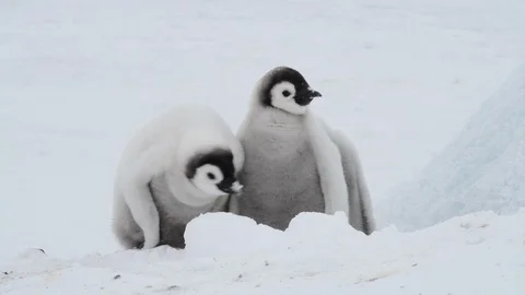 Emperor Penguin chicks on the ice Stock Footage 100978859