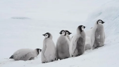 Emperor Penguin chicks on the ice Stock Footage 100978976
