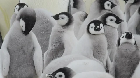Emperor Penguin chicks on the ice Stock Footage 101439284