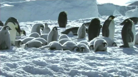 Emperor penguin chicks resting Stock Footage 602951