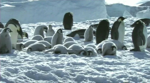 Emperor penguin chicks resting Stock Footage 604076
