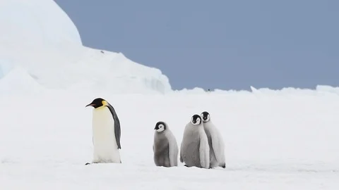 Emperor Penguin with chicks slow motion Stock Footage 99140252