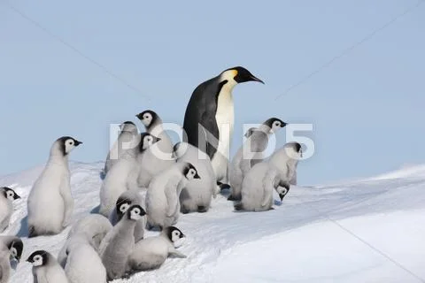 Emperor Penguin With Chicks, Snow Hill Island, Antarctica