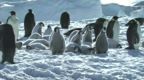 Emperor penguin chicks waiting Stock Footage 602955
