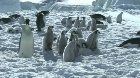 Emperor penguin chicks waiting Stock Footage 602967