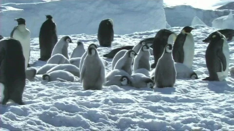 Emperor penguin chicks waiting Stock Footage 604079