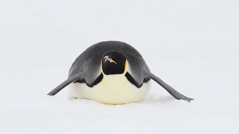 Emperor Penguin close up in Antarctica Stock Footage 100395656