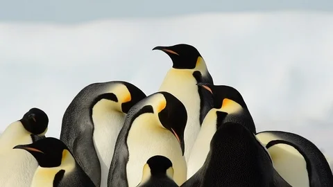 Emperor Penguin close up in Antarctica Stock Footage 100401264