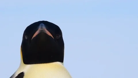 Emperor Penguin close up in Antarctica Stock Footage 100403406