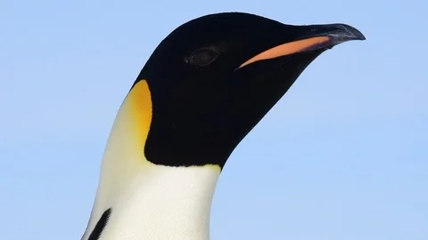 Emperor Penguin close up in Antarctica Stock Footage 100403658