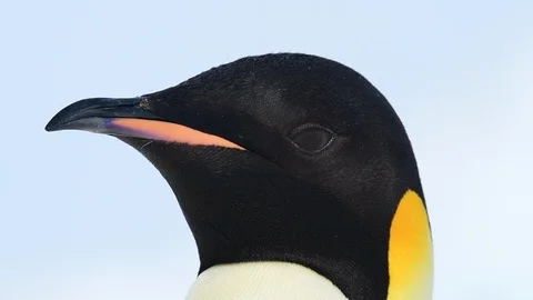 Emperor Penguin close up in Antarctica Stockbeeldmateriaal 100978785