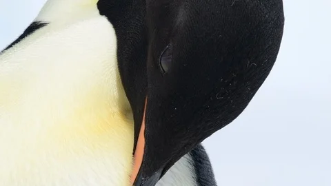 Emperor Penguin close up in Antarctica Stock Footage 100978819