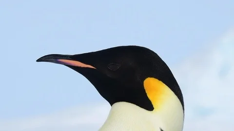 Emperor Penguin close up in Antarctica Stock Footage 101052224