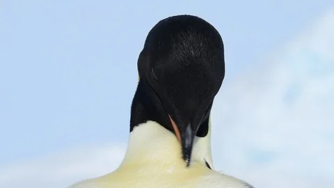 Emperor Penguin close up in Antarctica Stock Footage 101052250