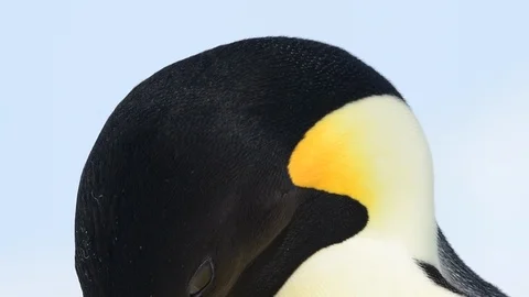 Emperor Penguin close up in Antarctica Stock Footage 101052308