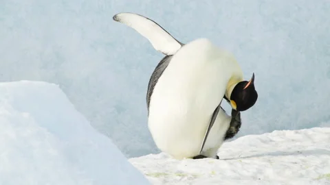 Emperor Penguin close up in Antarctica Stock Footage 147331292