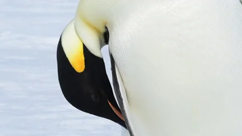Emperor Penguin close up in Antarctica Video stock 147377337