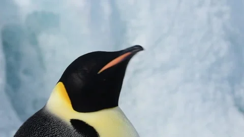Emperor Penguin close up in Antarctica Stock Footage 147384512