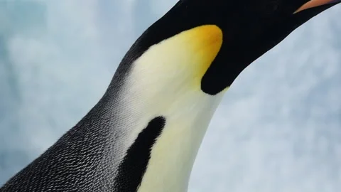 Emperor Penguin close up in Antarctica Stock Footage 147384548