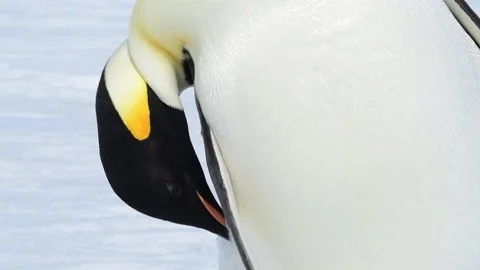 Emperor Penguin close up in Antarctica Stock Footage 147384632
