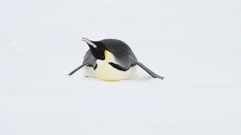 Emperor Penguin close up in Antarctica Stock Footage 171964384