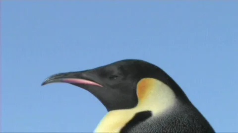 Emperor penguin close-up Stock Footage 603009