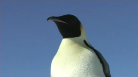 Emperor penguin close-up Stock Footage 603016