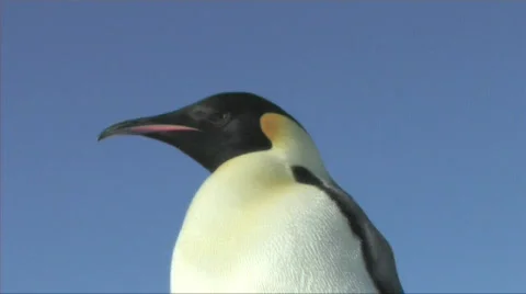 Emperor penguin close-up Stock Footage 603017