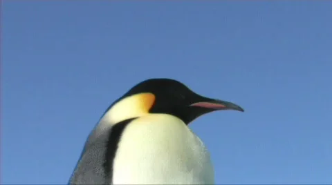 Emperor penguin close-up Stock Footage 603027