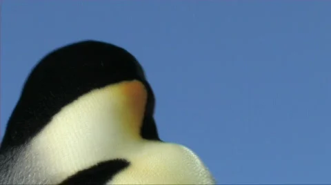 Emperor penguin close-up Stock Footage 603028