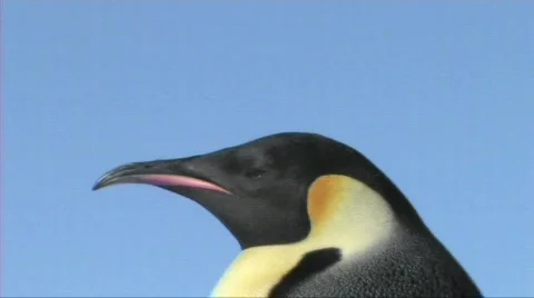 Emperor penguin close-up Stock Footage 604109
