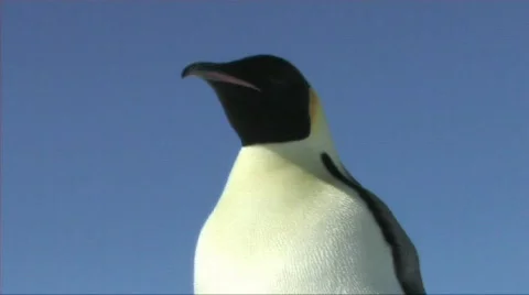 Emperor penguin close-up Stock Footage 604146