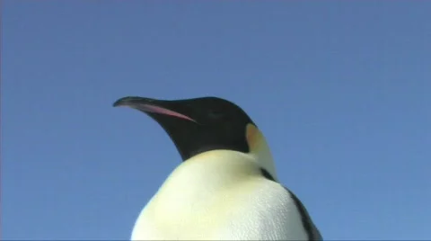 Emperor penguin close-up Stock Footage 604149