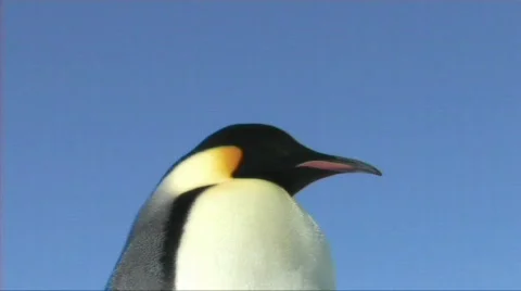 Emperor penguin close-up Stock Footage 604154
