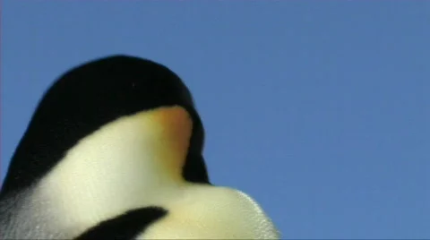 Emperor penguin close-up Stock Footage 604155