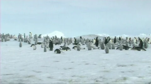 Emperor penguin colony Video stock 602750