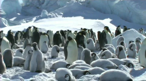 Emperor penguin colony Stock Footage 602761