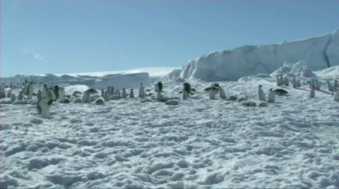 Emperor penguin colony Stock Footage 602786