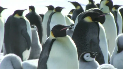Emperor penguin colony Stock Footage 602983