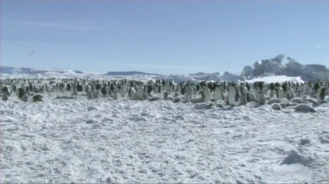 Emperor penguin colony Stock Footage 602998