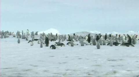 Emperor penguin colony Stock Footage 603992