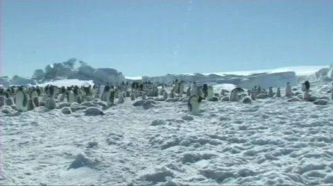 Emperor penguin colony Video stock 604013