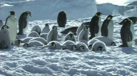 Emperor penguin at the colony Stock Footage 604078