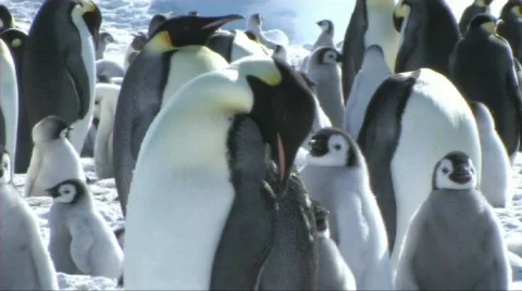 Emperor penguin colony Stock Footage 604093