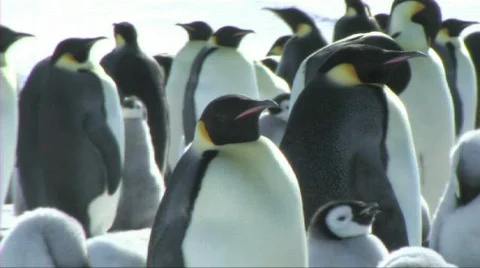 Emperor penguin colony Stock Footage 604095