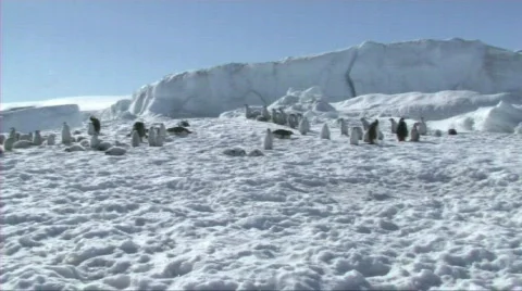 Emperor penguin colony Stock Footage 604098