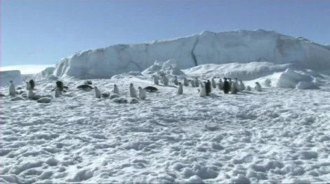 Emperor penguin colony Stock Footage 604099