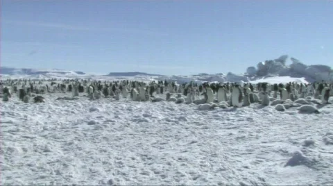 Emperor penguin colony Stock Footage 604100
