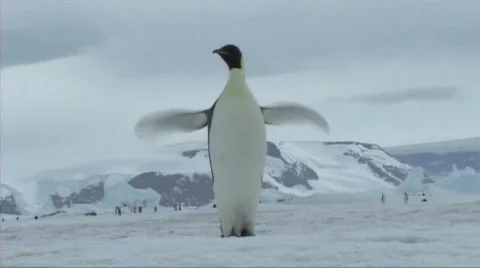 Emperor penguin flapping flippers Video stock 602895